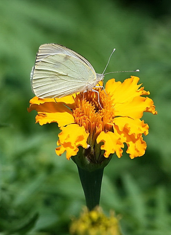 Фотографія Про білого метелика / Lyudmila Dhzur / photographers.ua