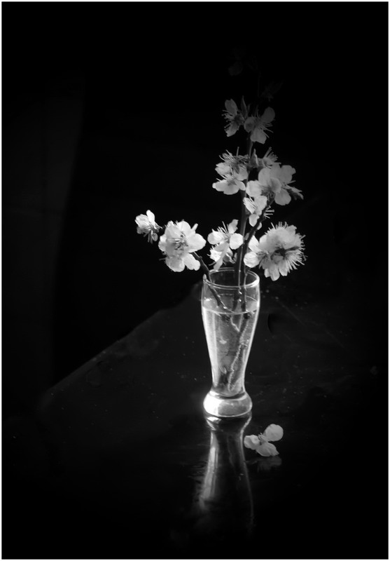 Фотографія Чёрно-белая весна / Lyudmila Dhzur / photographers.ua