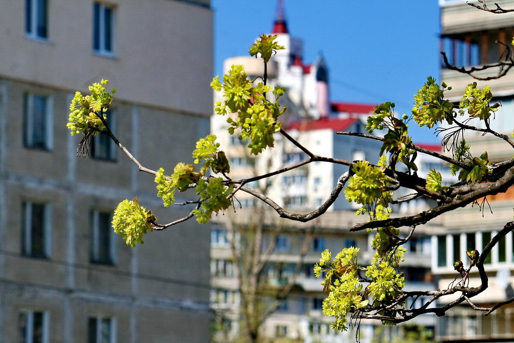 Фотографія У моєму місті весна... і так хочеться миру... / Lyudmila Dhzur / photographers.ua