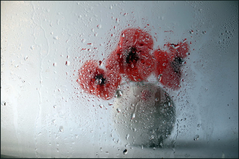 Фотографія Коли йшов дощ... / Lyudmila Dhzur / photographers.ua
