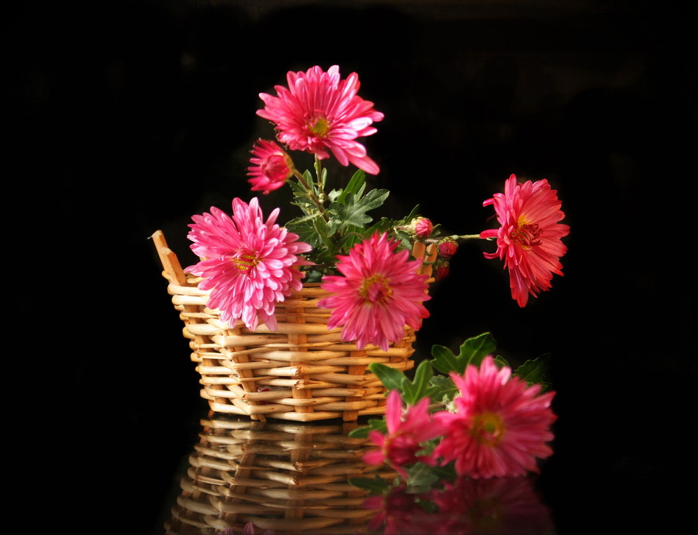 Фотографія з рожевими хризантемами / Lyudmila Dhzur / photographers.ua