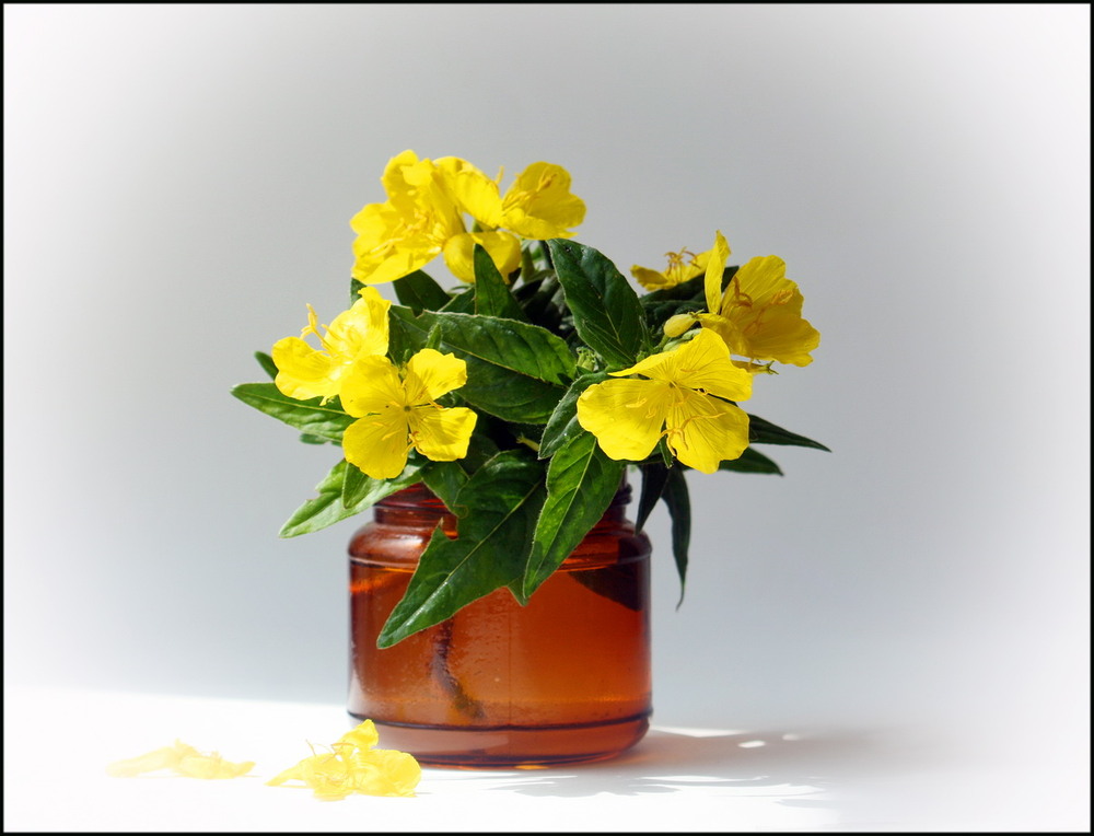 Фотографія Жовті квіти... улюблені... / Lyudmila Dhzur / photographers.ua