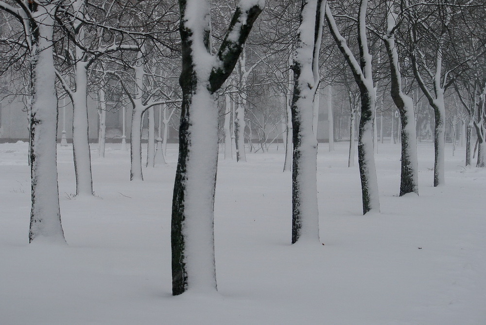 Фотографія Меридіани зими / Lyudmila Dhzur / photographers.ua