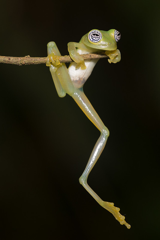 Фотографія Стеклянная лягушка (лат. Centrolenidae). Costa Rica. / Roman Teteruk / photographers.ua