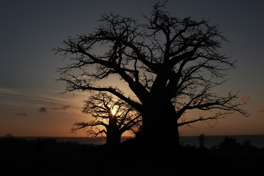 Фотографія Baobab brothers / Оксана Романко / photographers.ua