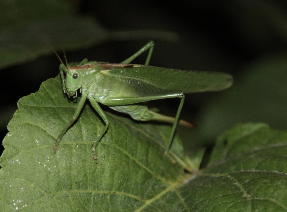 Фотографія An angry grasshopper / Оксана Романко / photographers.ua