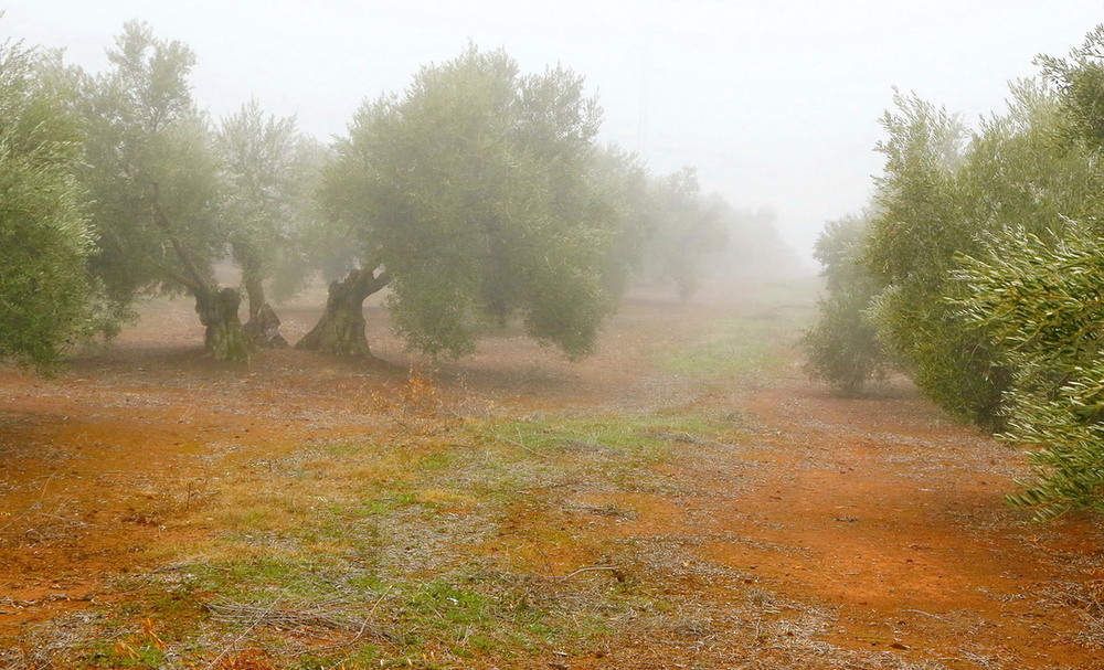 Фотографія утренний туман в оливковой роще ... / Andrey Bragin / photographers.ua