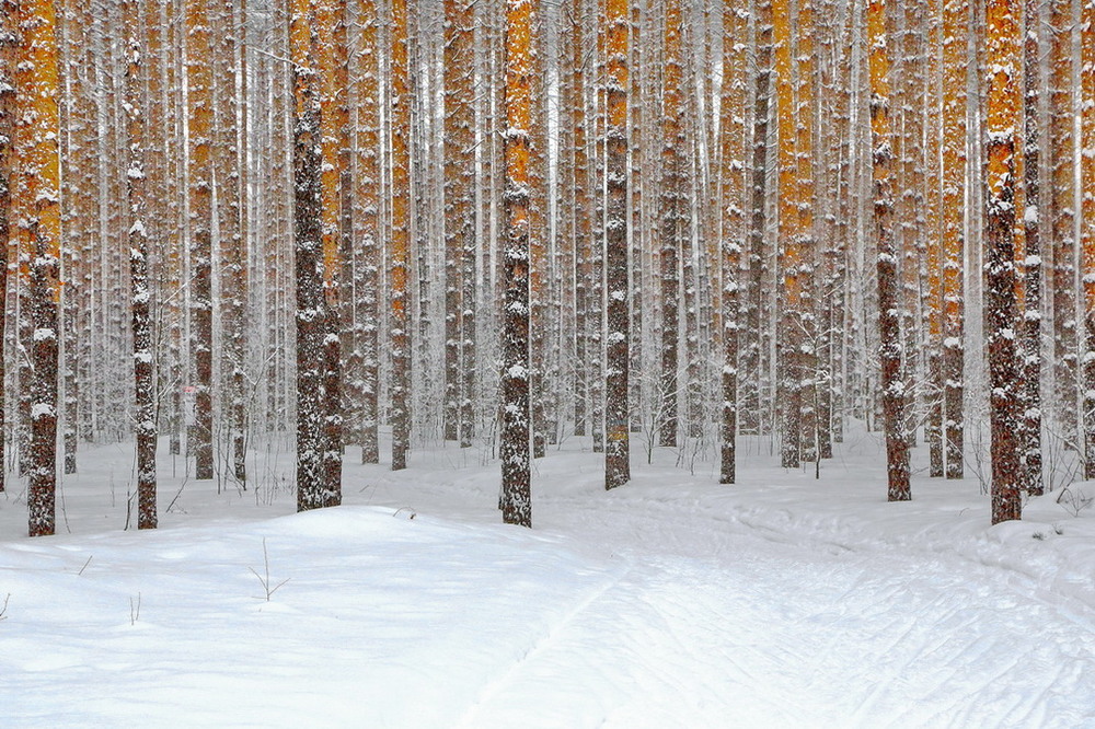 Фотографія зимний бор, воздух свеж / Andrey Bragin / photographers.ua