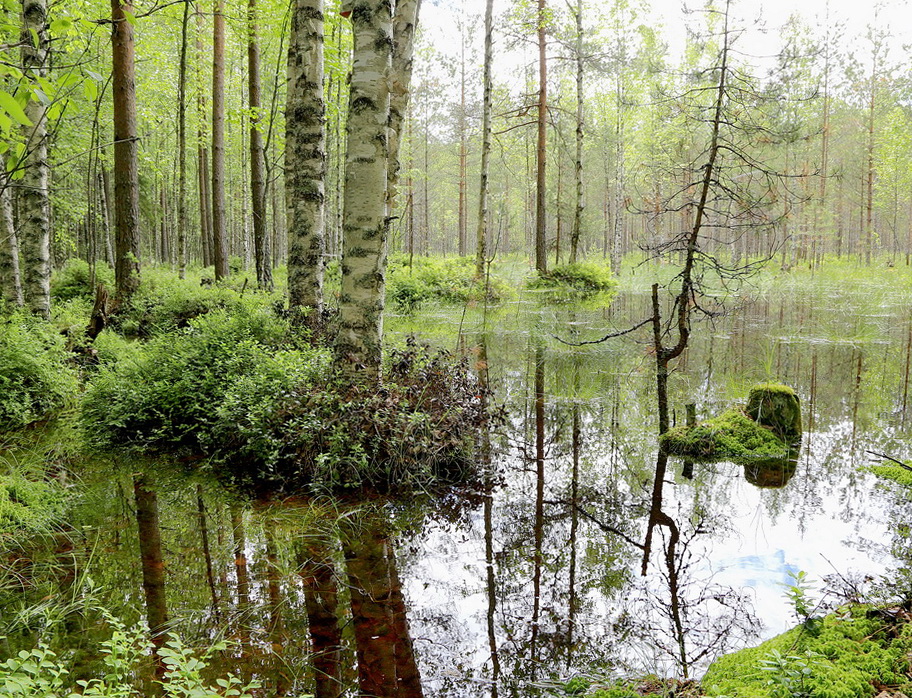 Фотография ... в зеркале мокрого леса ... / Andrey Bragin / photographers.ua