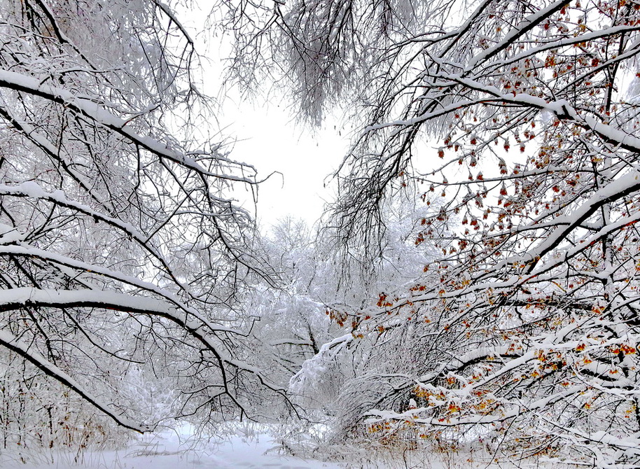 Фотографія Сразу после снегопада / Andrey Bragin / photographers.ua