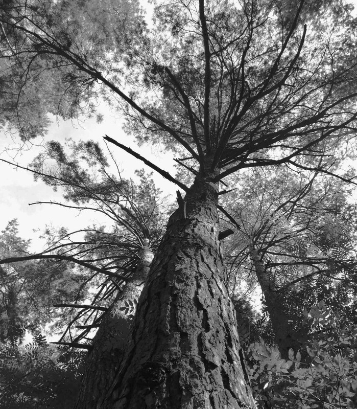 Фотографія Ліс / Руслан Здирко / photographers.ua