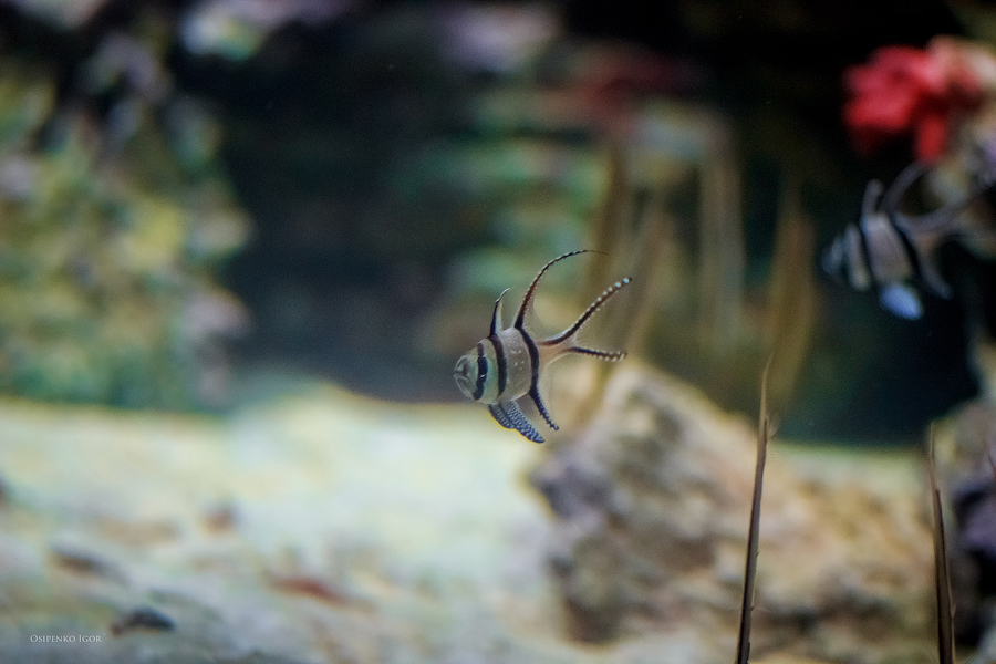 Фотографія Апогон каудерна -Pterapogon kauderni / Igor Osipenko / photographers.ua