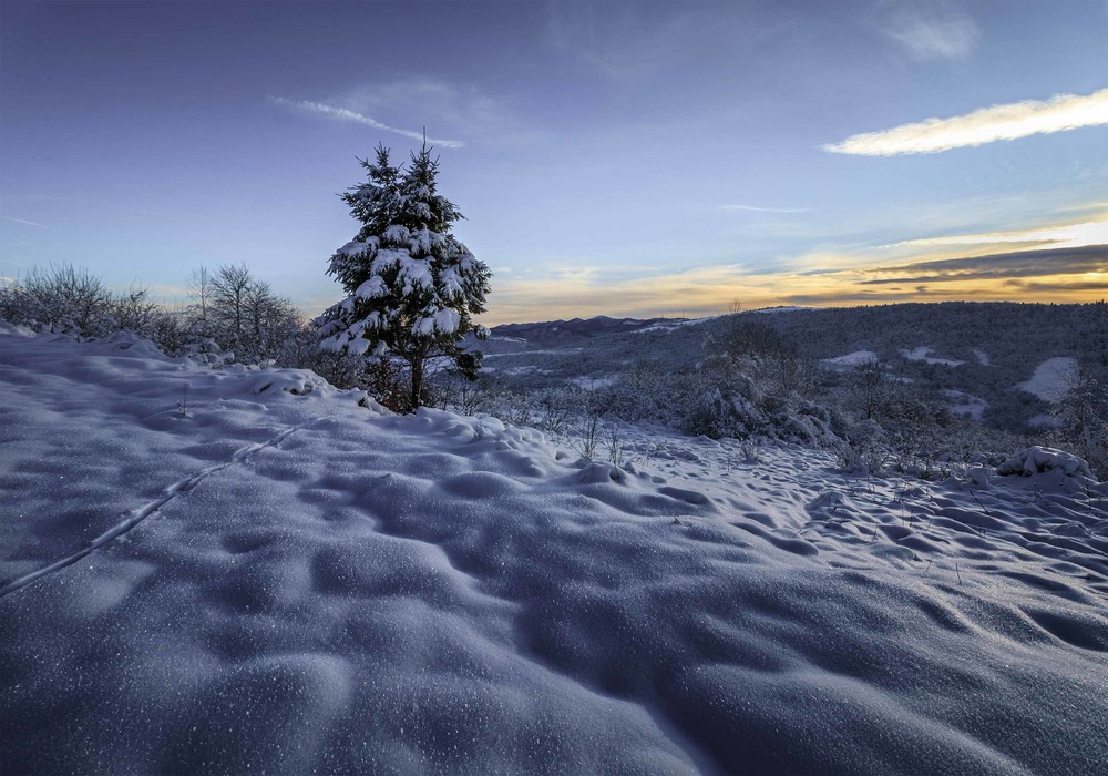 Фотографія Зимове дерево / Ivan Kocherzhat / photographers.ua