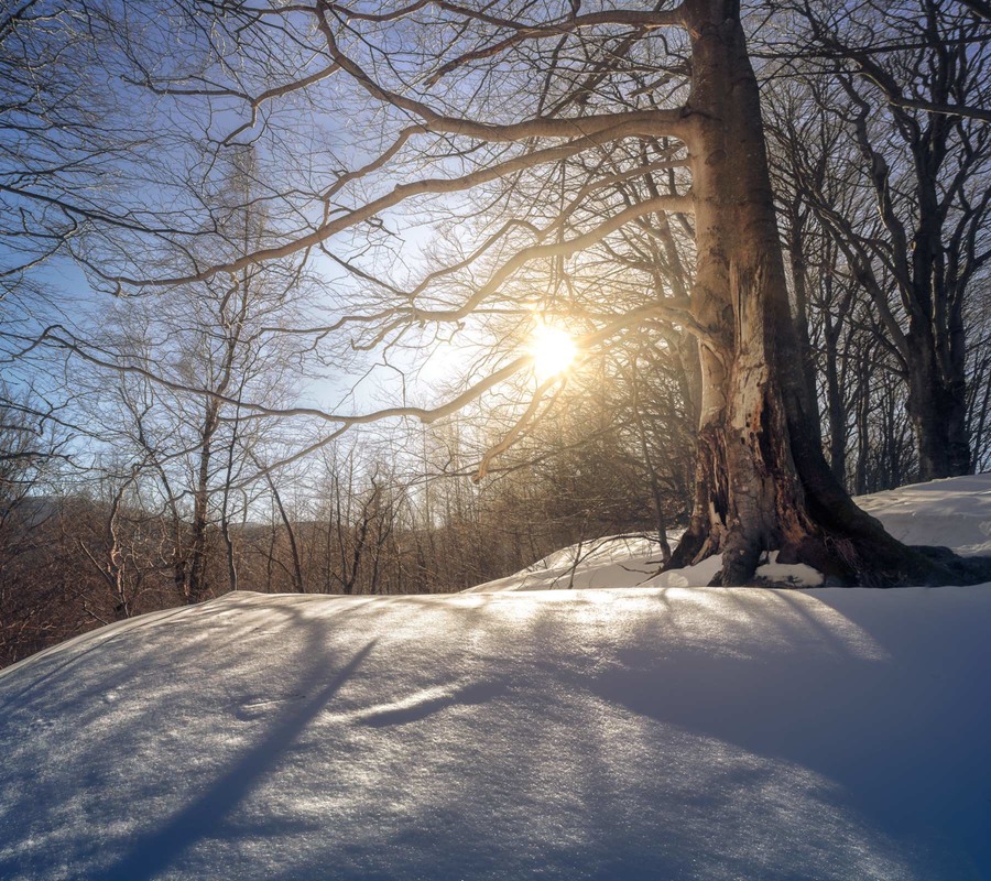 Фотографія Лісове чудовисько краде сонце / Ivan Kocherzhat / photographers.ua