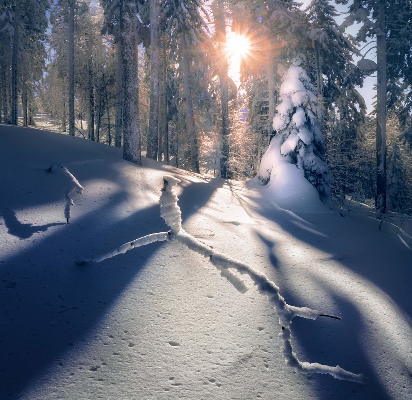 Фотографія Сонячна зима / Ivan Kocherzhat / photographers.ua