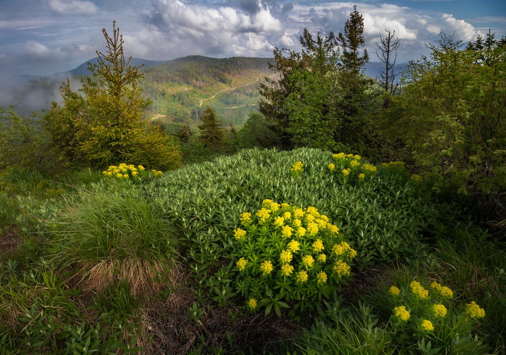 Фотографія Жовті квіти на горі / Ivan Kocherzhat / photographers.ua