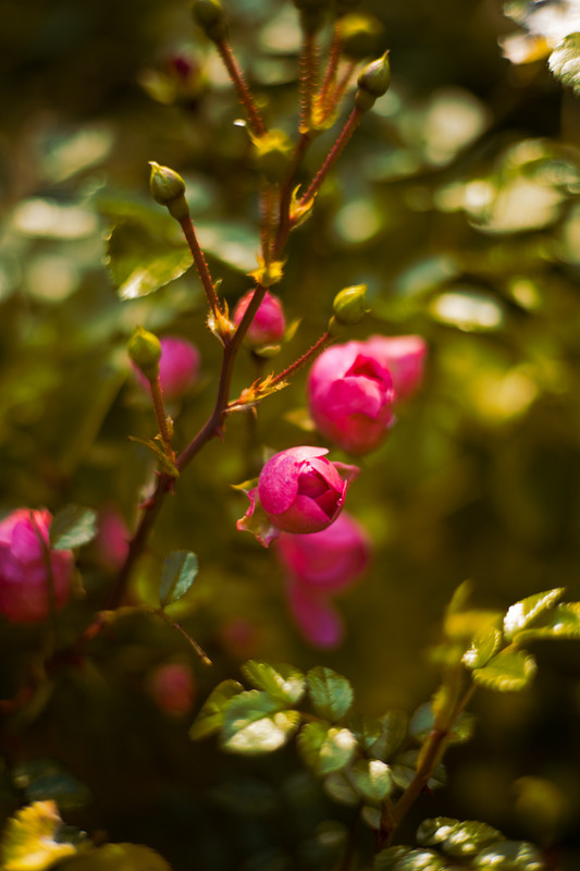 Фотографія Троянди восени / Холодова Елена / photographers.ua