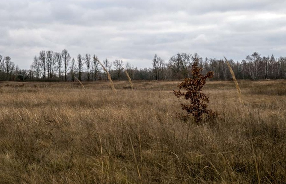 Фотографія Маленький дуб посеред великого поля / Illia Onyshchenko / photographers.ua