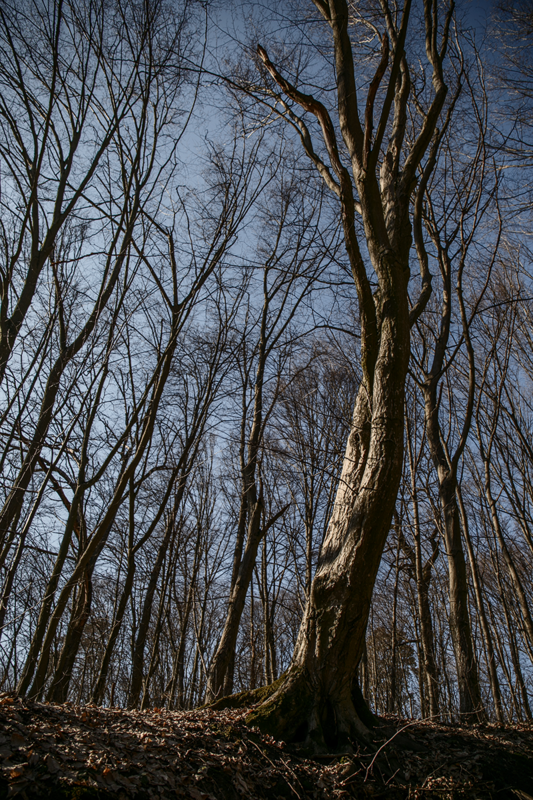 Фотографія Куточок Голосіївського лісу / Illia Onyshchenko / photographers.ua