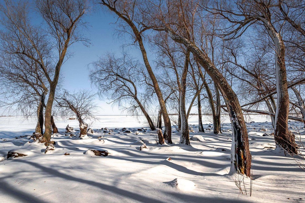 Фотографія Зимові тіні / Лара Гончар / photographers.ua