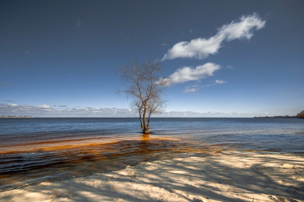 Фотографія Одиноке деревце на березі Дніпра / Лара Гончар / photographers.ua