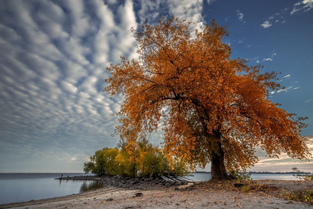 Фотографія Осінь, берег, дерева і небо / Лара Гончар / photographers.ua