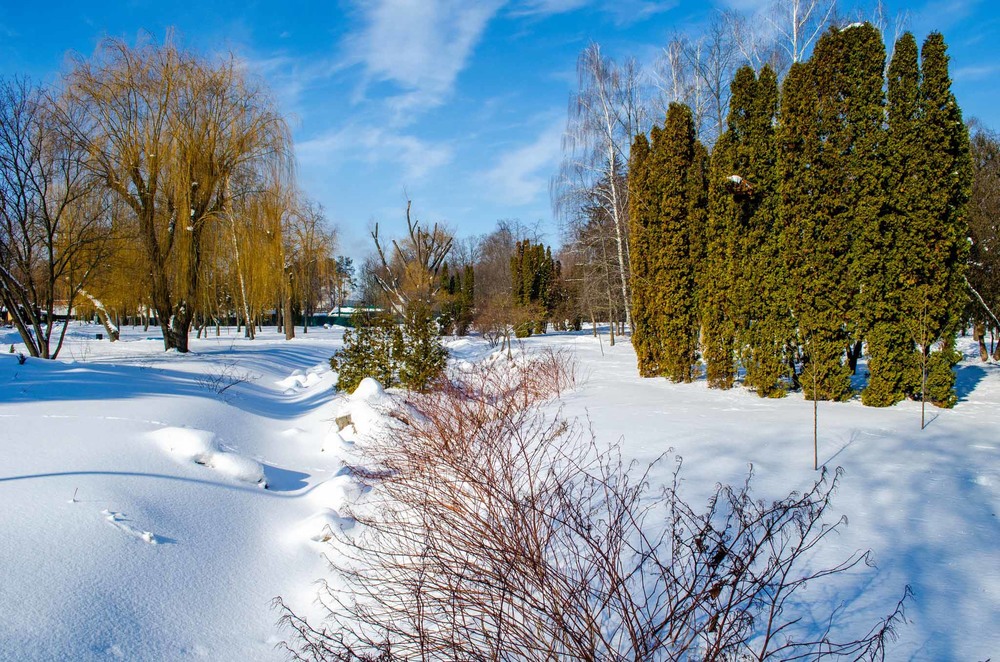 Фотографія Зима в парку / Cullen Color / photographers.ua
