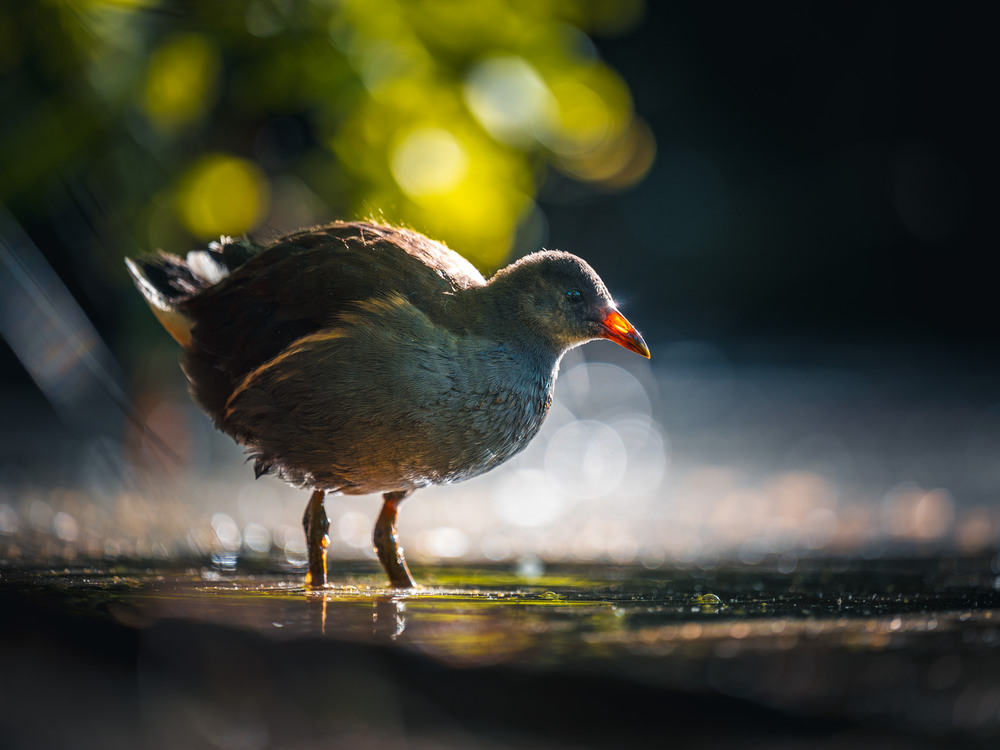 Фотографія Животные / Ярослав Дунька / photographers.ua