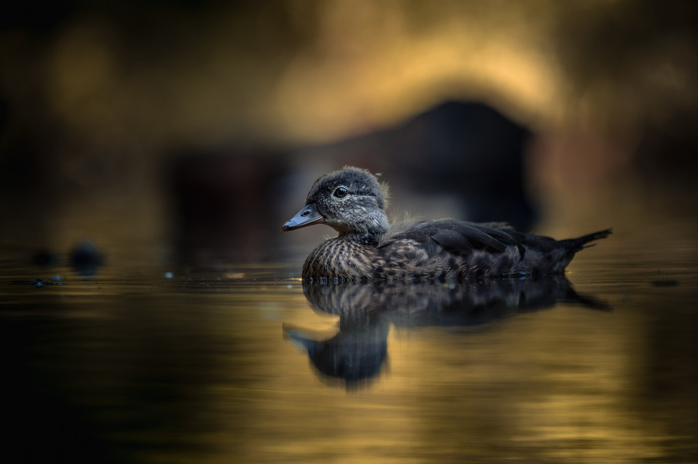 Фотографія Животные / Ярослав Дунька / photographers.ua