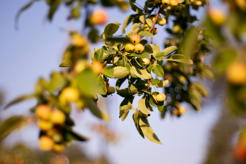 Фотографія Яблучка / Maxim A / photographers.ua
