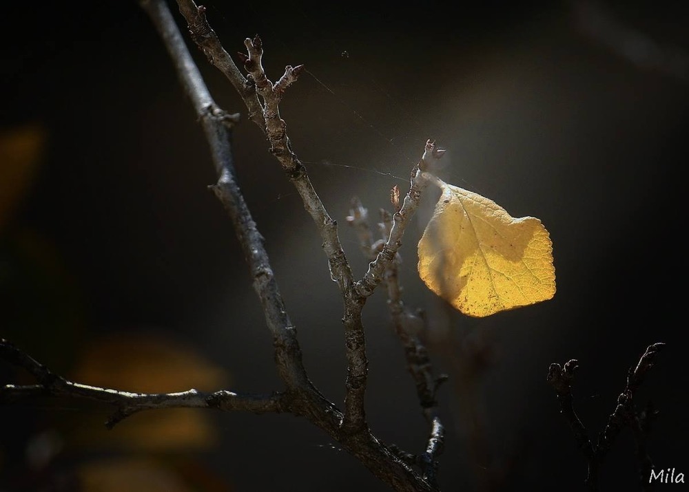 Фотографія Останній лист... Останній сонця промінь... / Ludmila / photographers.ua