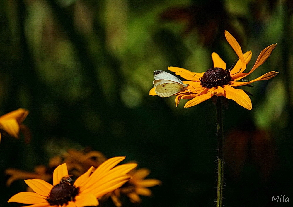 Фотографія про бджілку та метелика / Ludmila / photographers.ua