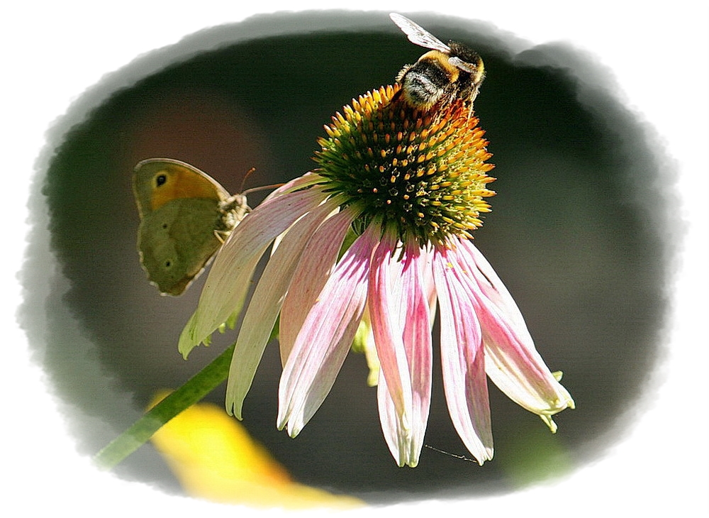 Фотографія Бджілка та метелик / Ludmila / photographers.ua