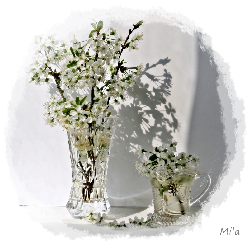 Фотографія Білим цвітом... / Міла Джур / photographers.ua