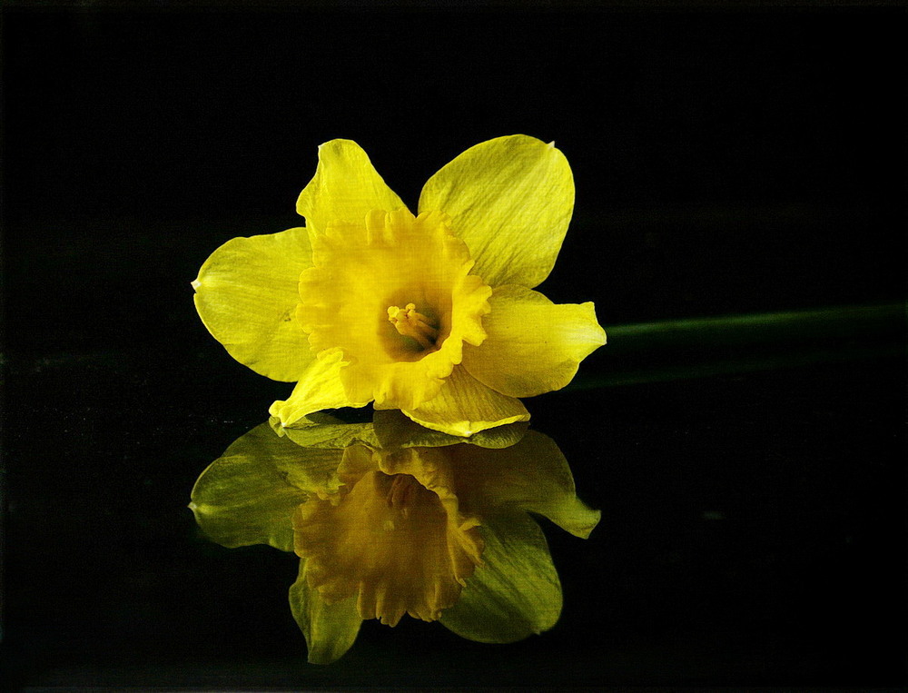 Фотографія Про жовту квіточку / Ludmila / photographers.ua