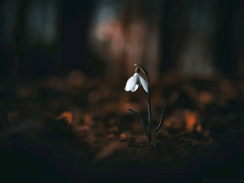 Фотографія Макро / Yevhenii Lukashuk / photographers.ua