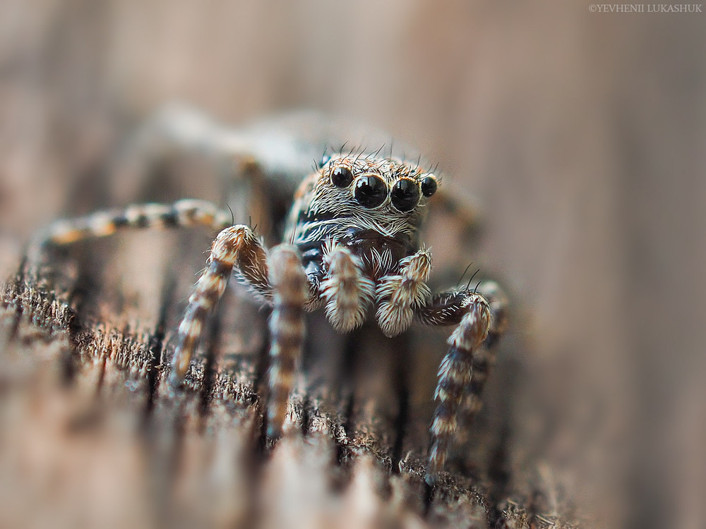 Фотографія Макро / Yevhenii Lukashuk / photographers.ua