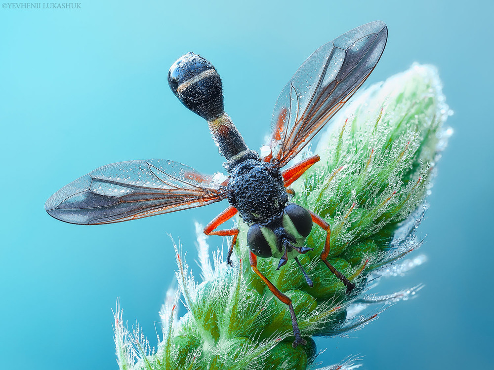 Фотографія Макро / Yevhenii Lukashuk / photographers.ua