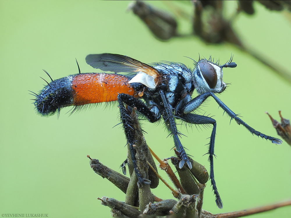Фотографія Макро / Yevhenii Lukashuk / photographers.ua