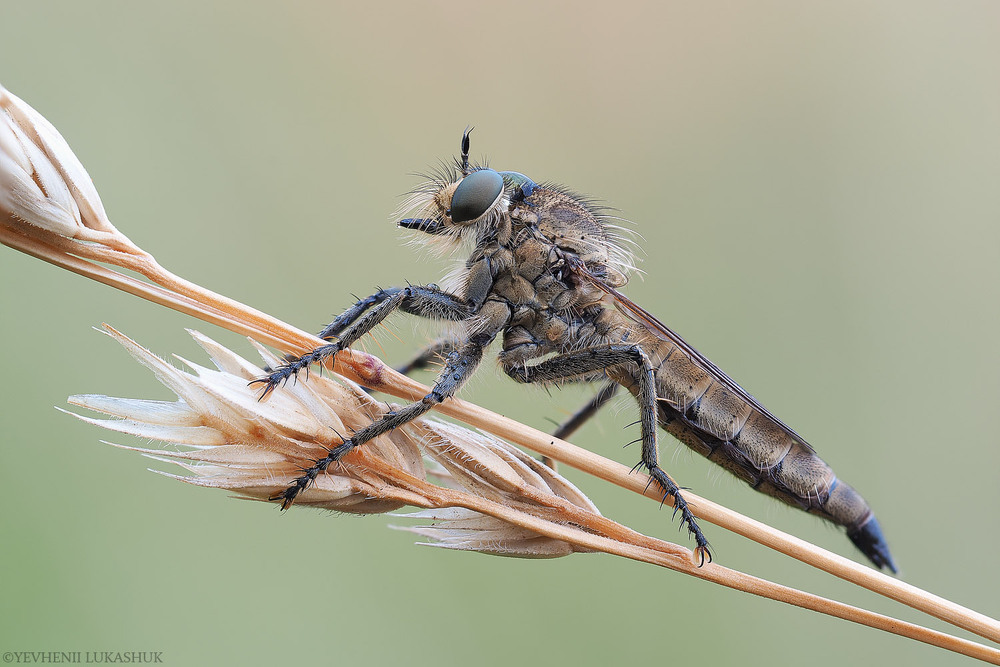 Фотографія Макро / Yevhenii Lukashuk / photographers.ua