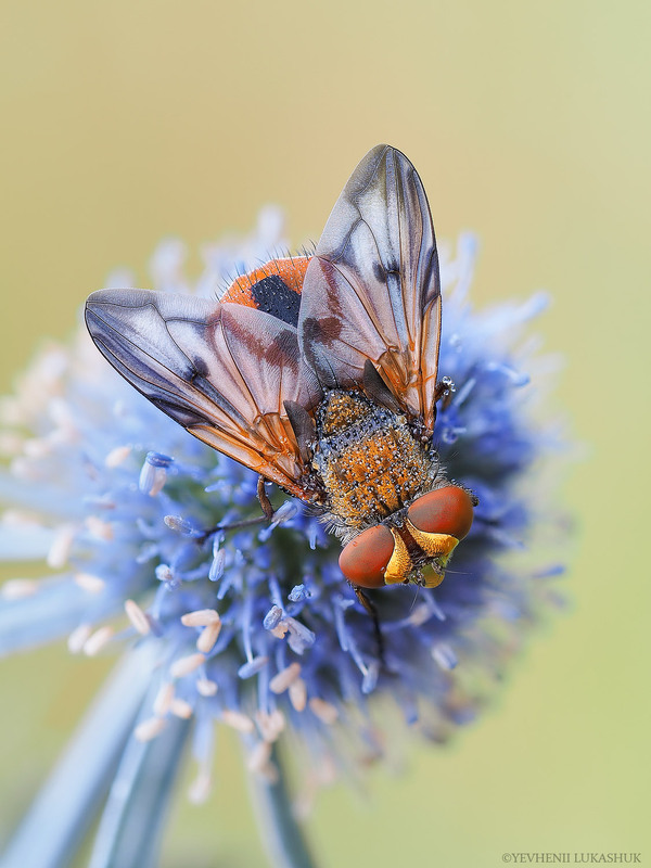 Фотографія Макро / Yevhenii Lukashuk / photographers.ua