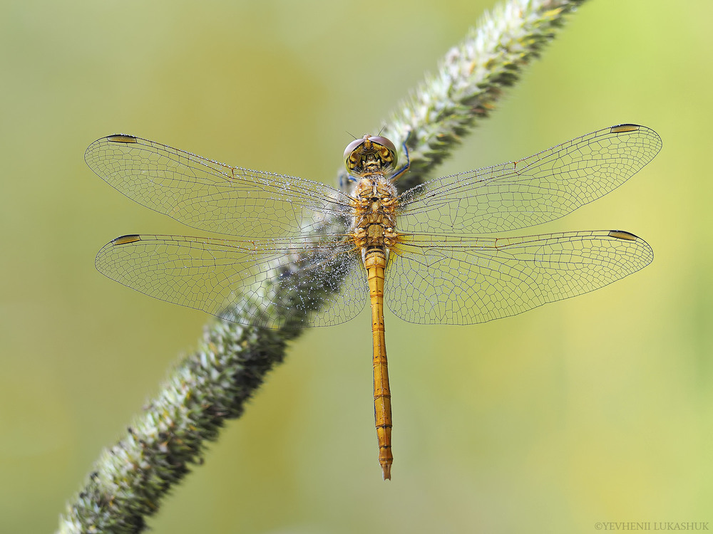 Фотографія Макро / Yevhenii Lukashuk / photographers.ua