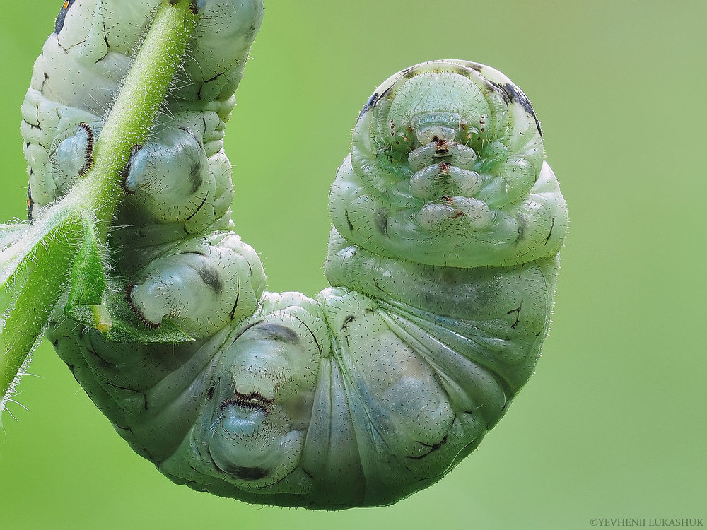 Фотографія Макро / Yevhenii Lukashuk / photographers.ua