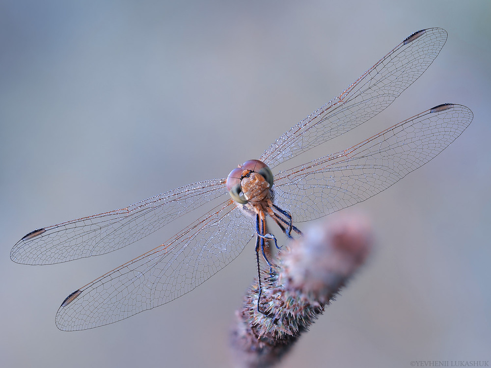 Фотографія Макро / Yevhenii Lukashuk / photographers.ua