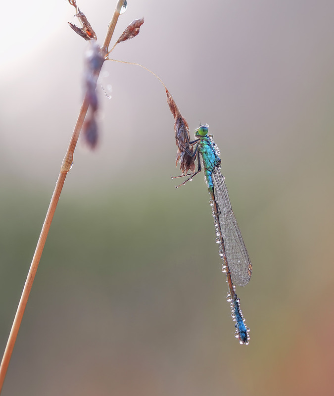 Фотографія Макро / Yevhenii Lukashuk / photographers.ua