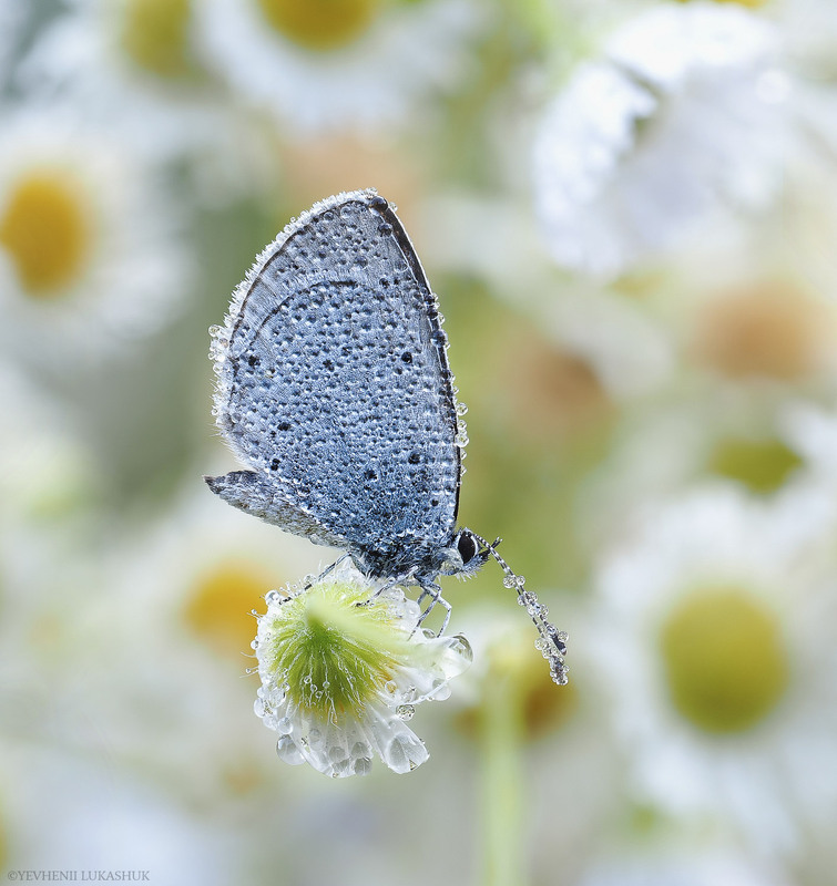 Фотографія Макро / Yevhenii Lukashuk / photographers.ua