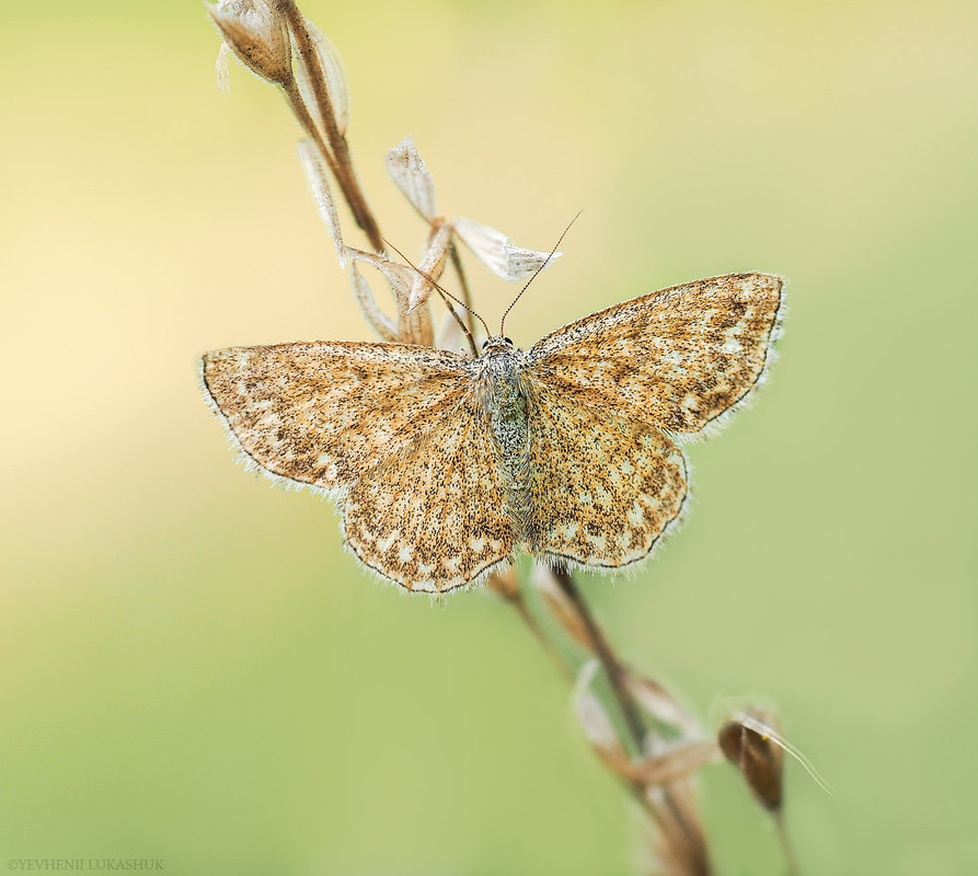 Фотографія Макро / Yevhenii Lukashuk / photographers.ua