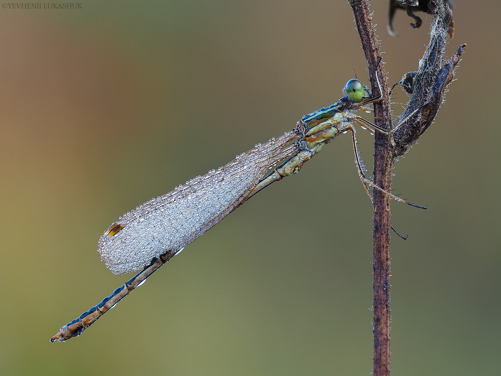 Фотографія Макро / Yevhenii Lukashuk / photographers.ua