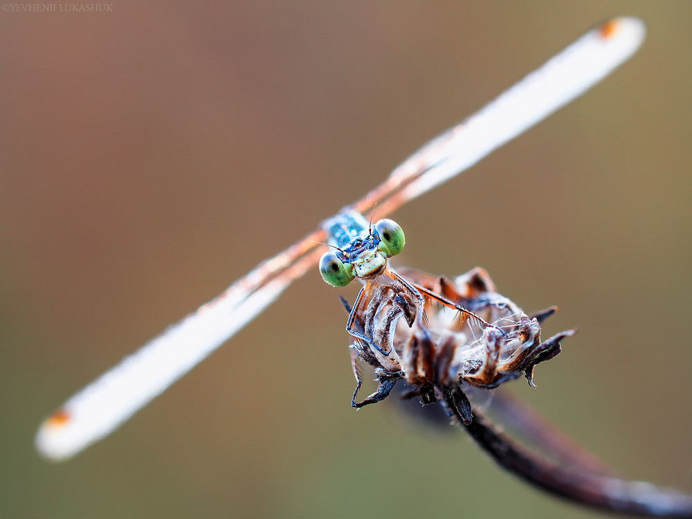 Фотографія Макро / Yevhenii Lukashuk / photographers.ua