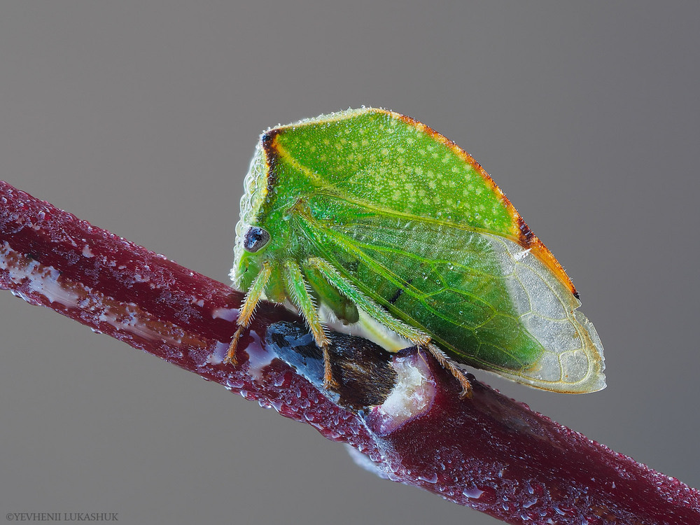 Фотографія Макро / Yevhenii Lukashuk / photographers.ua